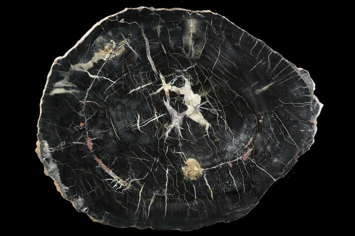 Black Petrified Wood (Araucarioxylon) Round - Arizona #124248